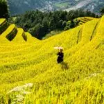 mountains, plateau, step, nature, field, people, rice, countryside, outdoors, agriculture