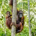 Mother and baby orangutan in lush Kalimantan rainforest