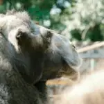 Profile view of a Bactrian camel soaking up the sun in a natural setting.